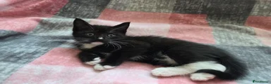 Mixed Breed Kitten 3