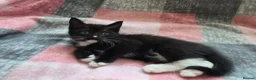 Mixed Breed cats for sale: Adorable Kittens Looking for Loving Homes  - Advert 14