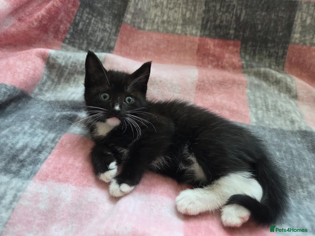 Mixed Breed cats for sale: Adorable Kittens Looking for Loving Homes  - Advert 14