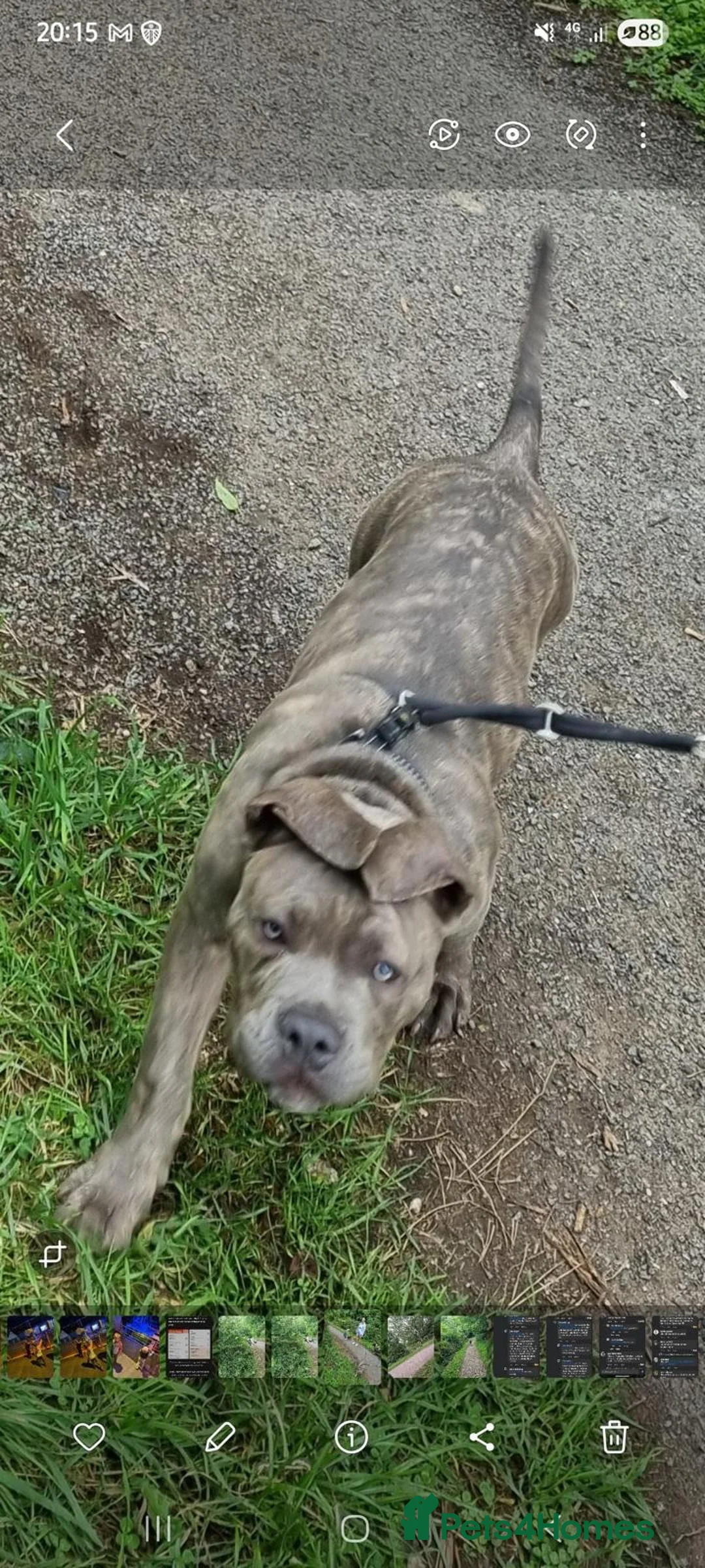 Mixed Breed dogs for sale: Pocket bully x cane corso - Advert 3