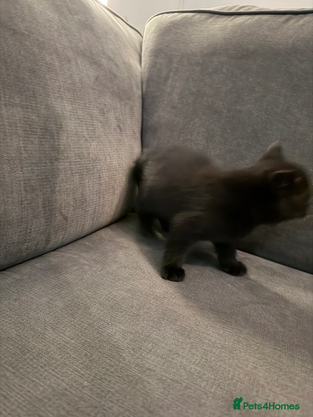 British Shorthair cats for sale: British shorthair kittens  - Advert 15