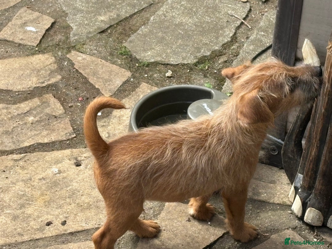 Mixed Breed dogs for sale: Working Lakeland x Patterdale  - Image 20