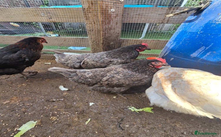 Chickens poultry - Advert 13