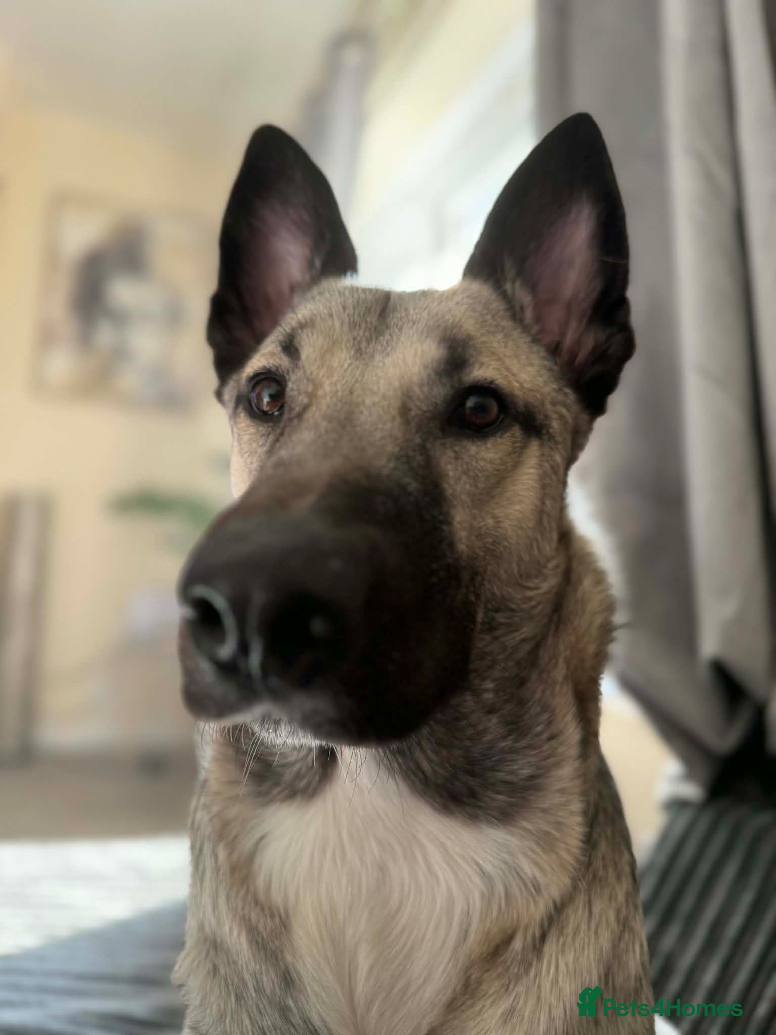 Mixed Breed dogs ⭐ Energetic 2-Year-Old Mali x German Shepherd ⭐ - Advert 1