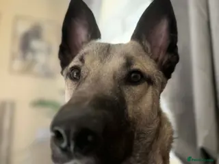 Mixed Breed dogs ⭐ Energetic 2-Year-Old Mali x German Shepherd ⭐ - Advert 1