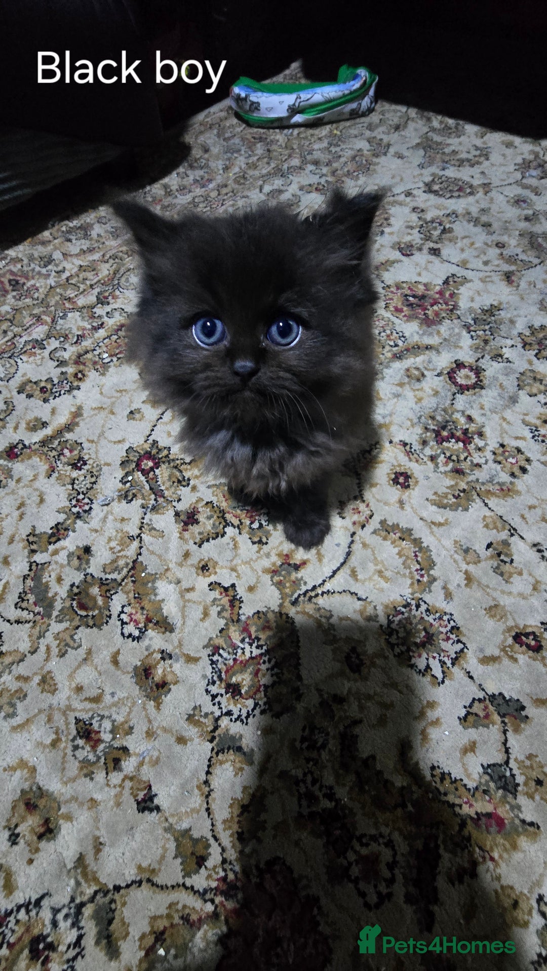 Ragdoll cats for sale: Ragdoll Kittens For Sale - Image 16