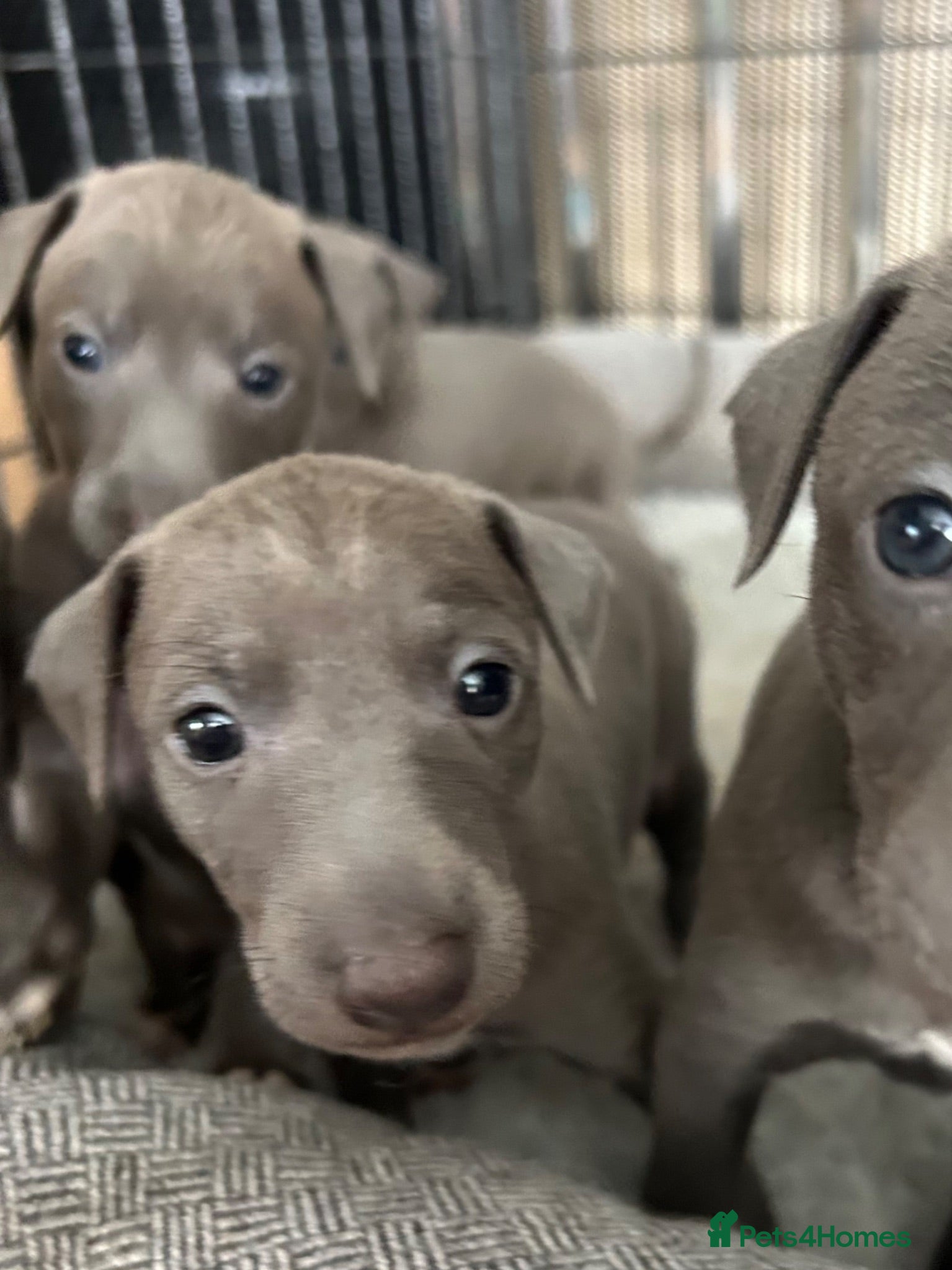 Italian Greyhound dogs Grey italian greyhound puppies - Advert 1