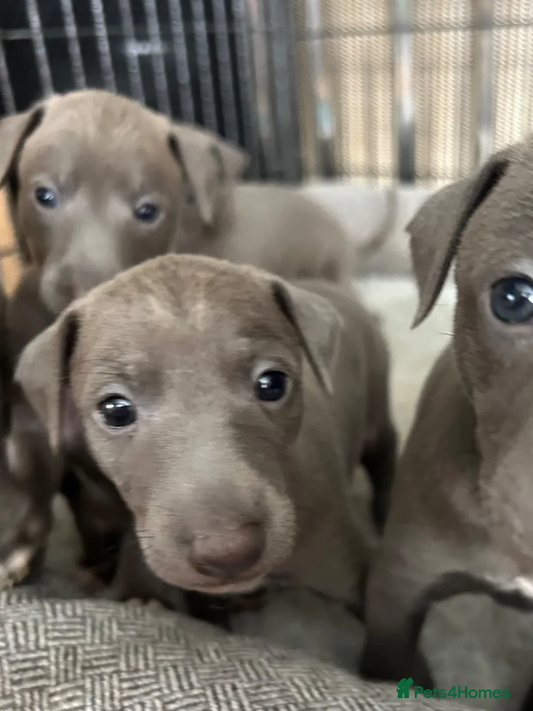 Italian Greyhound dogs for sale: Grey italian greyhound puppies - Advert 1