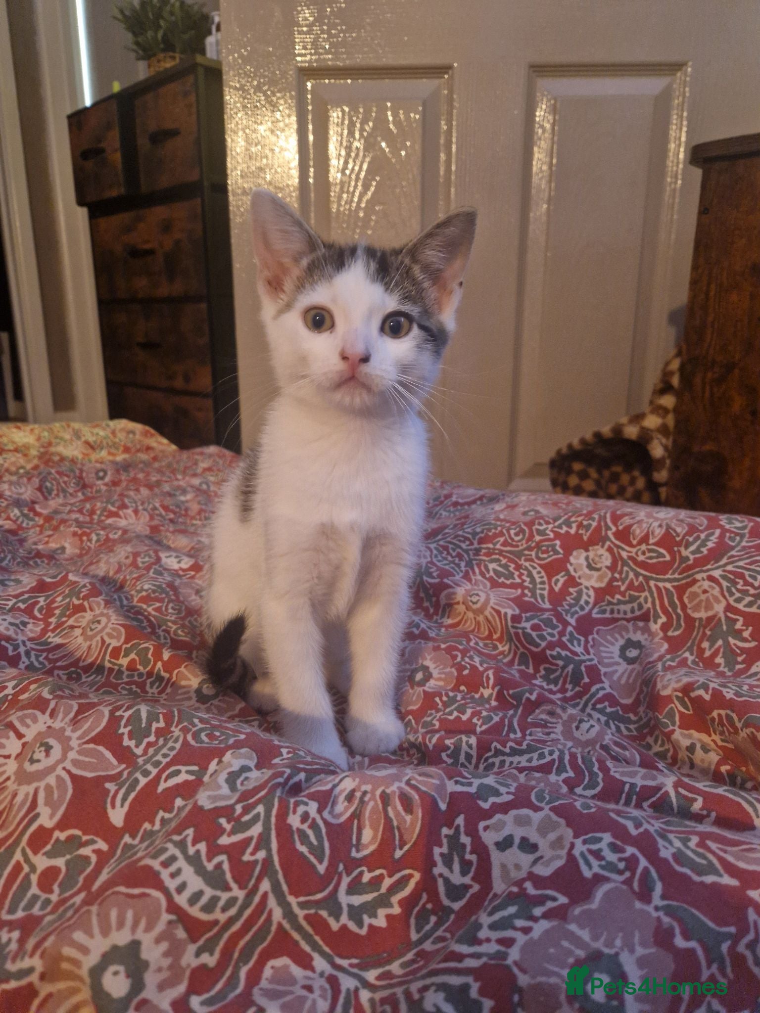 Mixed Breed cats Beautiful kittens ready for their forever homes - Advert 6