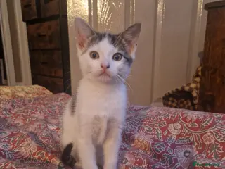 Mixed Breed cats Beautiful kittens ready for their forever homes - Advert 6