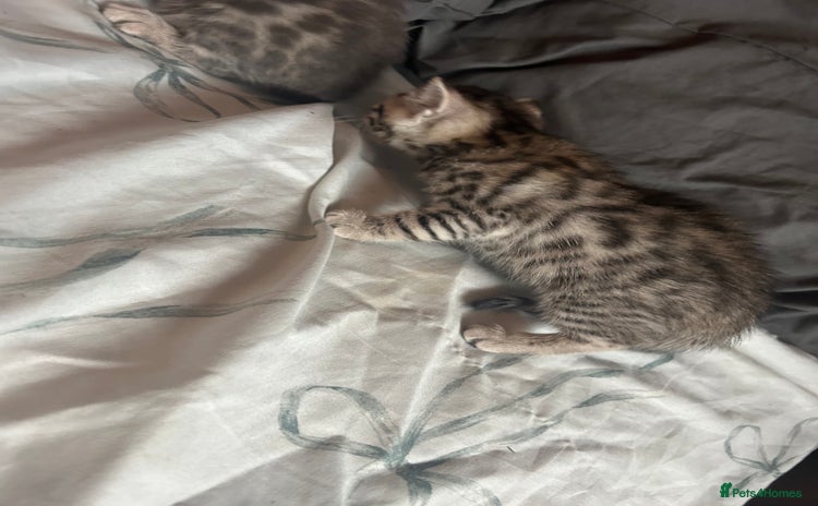 Bengal cats - Advert 8