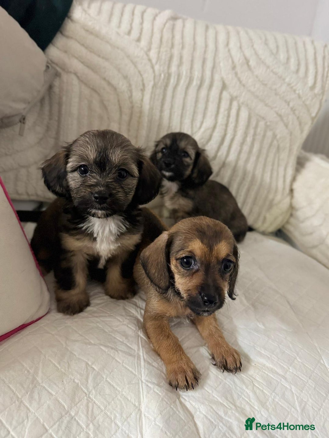 Mixed Breed dogs for sale: 6 Beautiful Daxichons - Advert 17