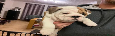 English Bulldog Puppy 4