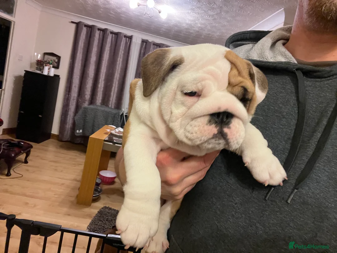 English Bulldog dogs for sale: English bulldogs - Advert 23