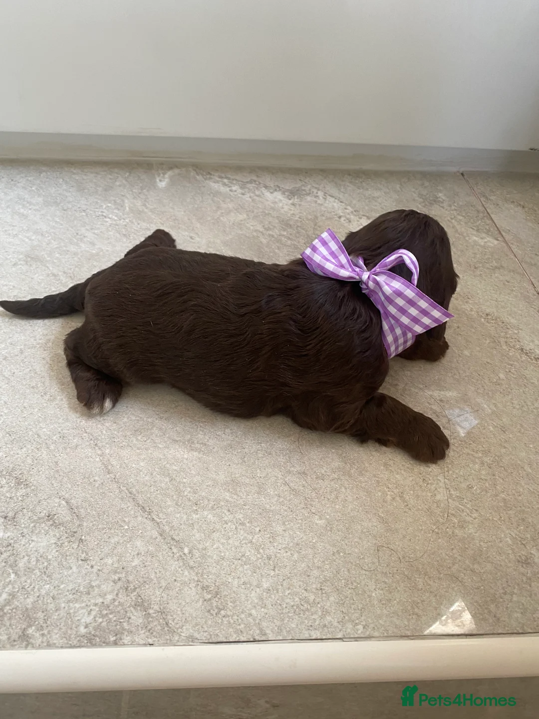 Cockapoo dogs for sale: Cockapoo puppies  - Advert 6