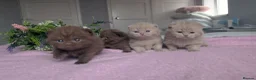 British Shorthair cats for sale: GCCF REGISTERED CHOCOLATE AND LILAC KITTENS - Advert 12