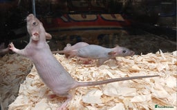 Rat rodents for sale: Baby Dumbo Rats Females  - Image 13