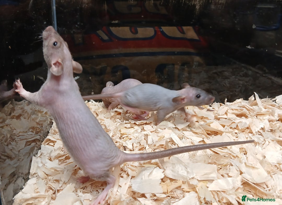 Rat rodents for sale: Baby Dumbo Rats Females  - Image 13