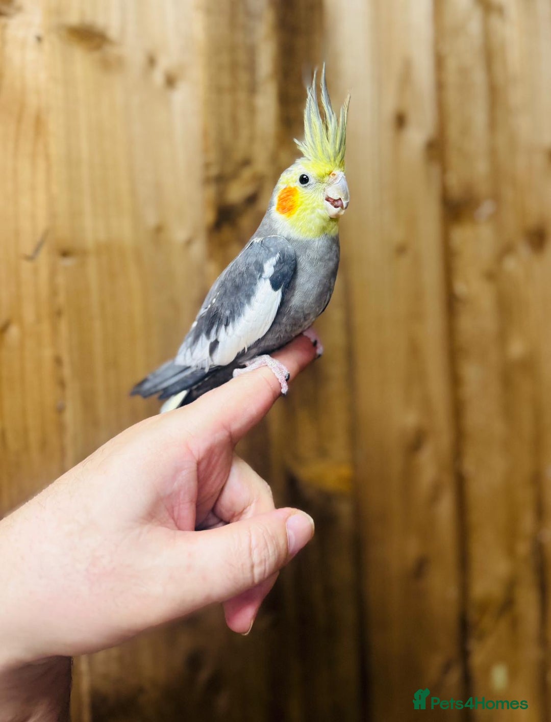 Cockatiels birds for sale: Cocktails  - Advert 3