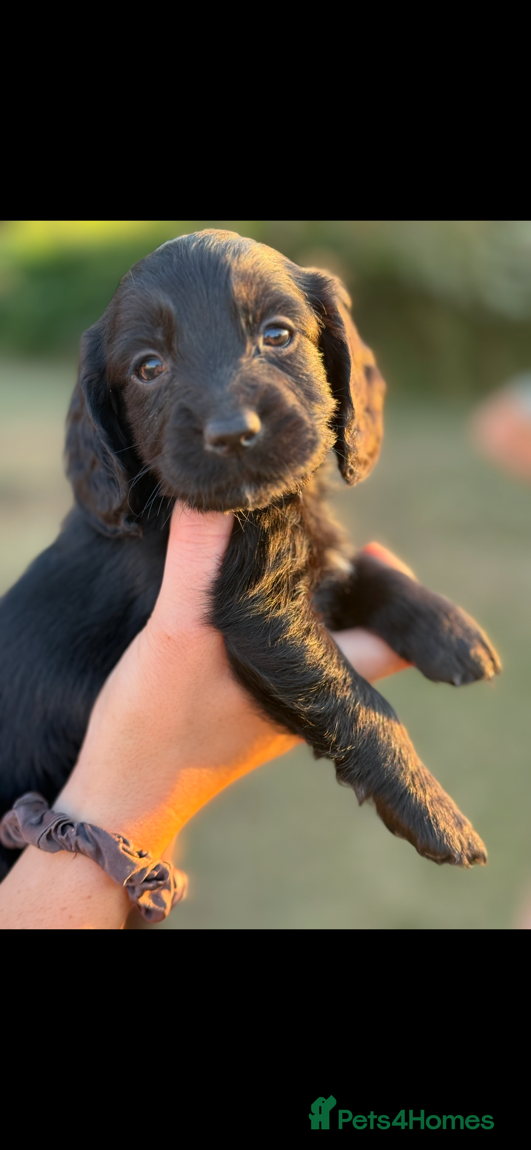 Cocker Spaniel dogs for sale: Black working cocker puppies - Image 1