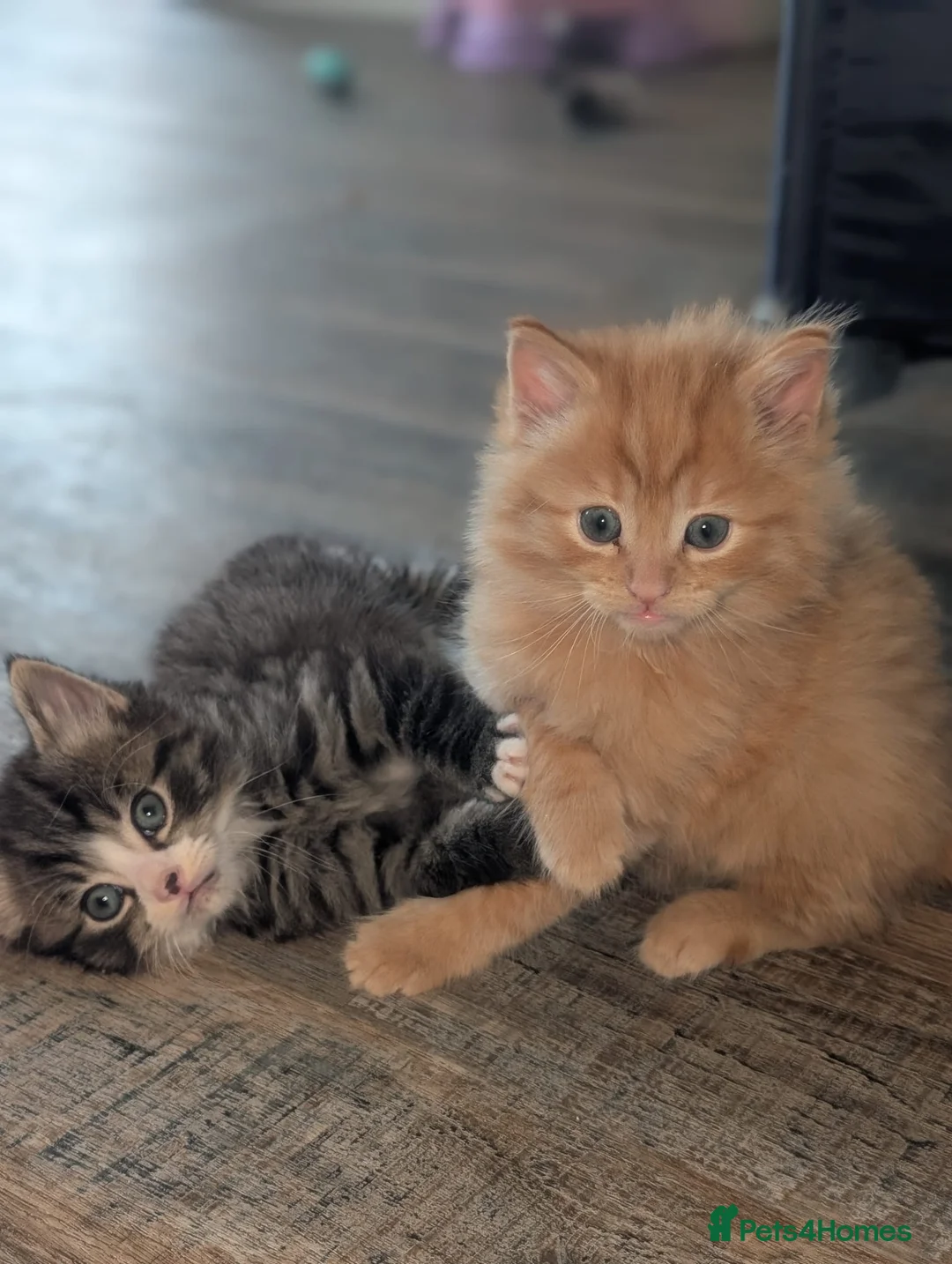 Mixed Breed cats for sale: Maine coon cross kittens  in Grays - Advert 14