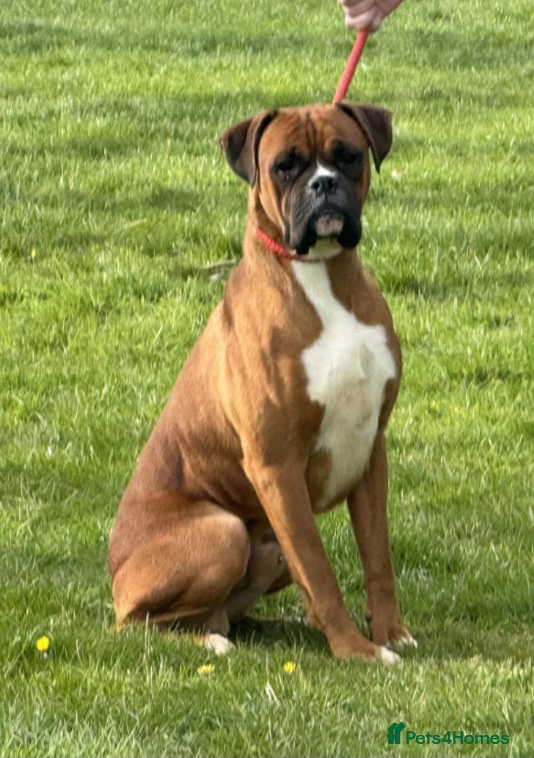 Boxer dogs for sale: KC reg Boxer Puppies - Advert 3