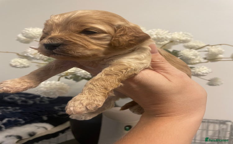 Cockapoo dogs Third Gen Cockapoos  - Advert 9