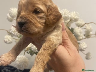 Cockapoo dogs Third Gen Cockapoos - Advert 11