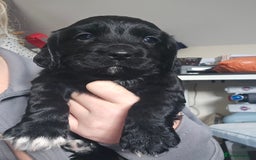 Cocker Spaniel dogs for sale: Beautiful cocker spaniel puppies - Advert 6