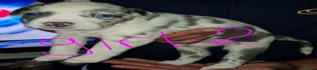 Mixed Breed Puppy 6