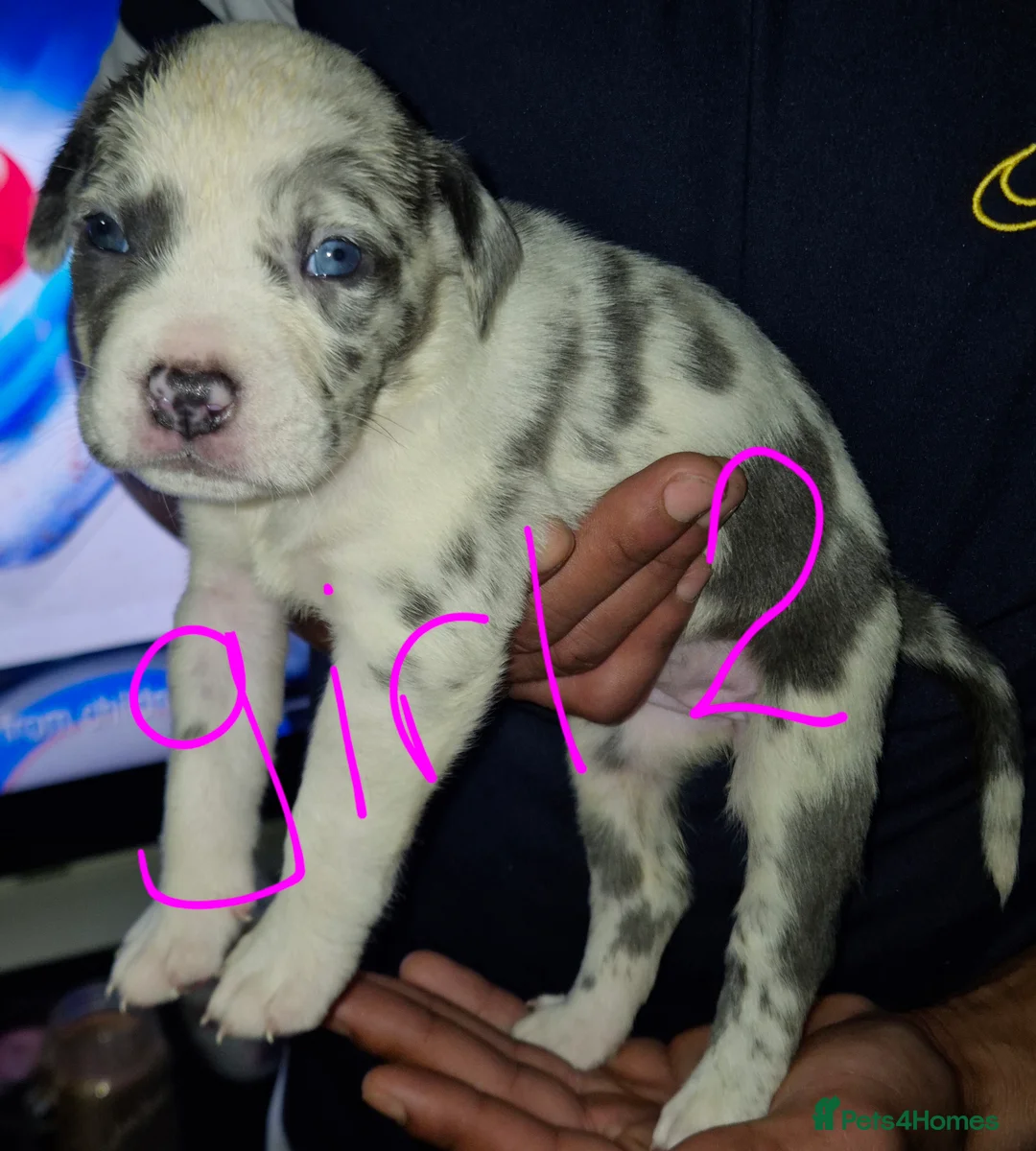 Mixed Breed dogs for sale: 10 beautiful cane corso cross bullmastiff puppies - Advert 2