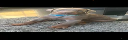Dobermann dogs for sale: OUTSTANDING ISOBELLA DOBERMANN PUPPY  - Advert 8