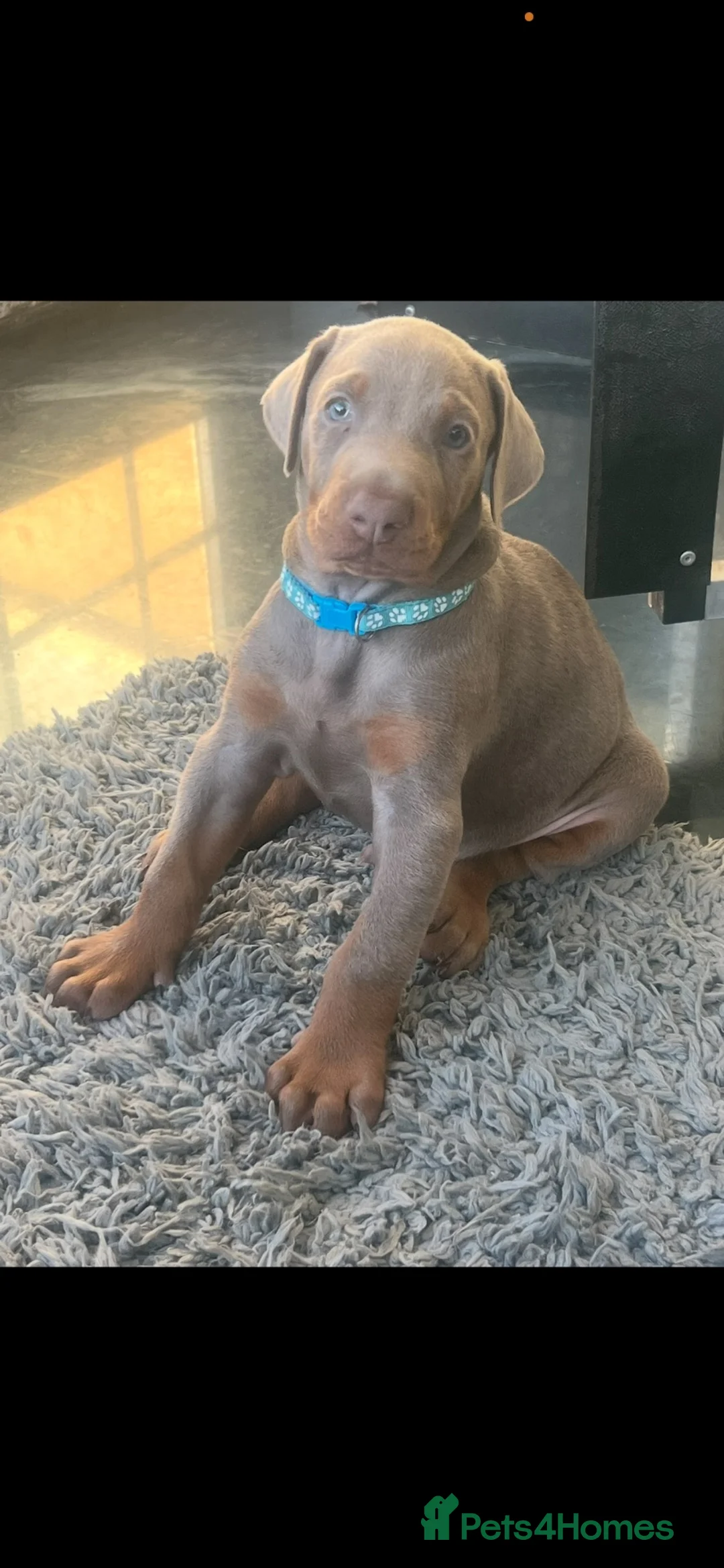 Dobermann dogs for sale: OUTSTANDING ISOBELLA DOBERMANN PUPPY  - Advert 8