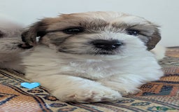 Cavachon dogs for sale: Cavachon Puppies - excellent example!  - Image 18