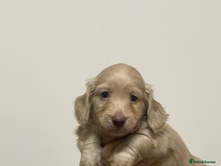 Miniature Dachshund dogs KC reg mini Longhaired Dachshunds - Advert 12