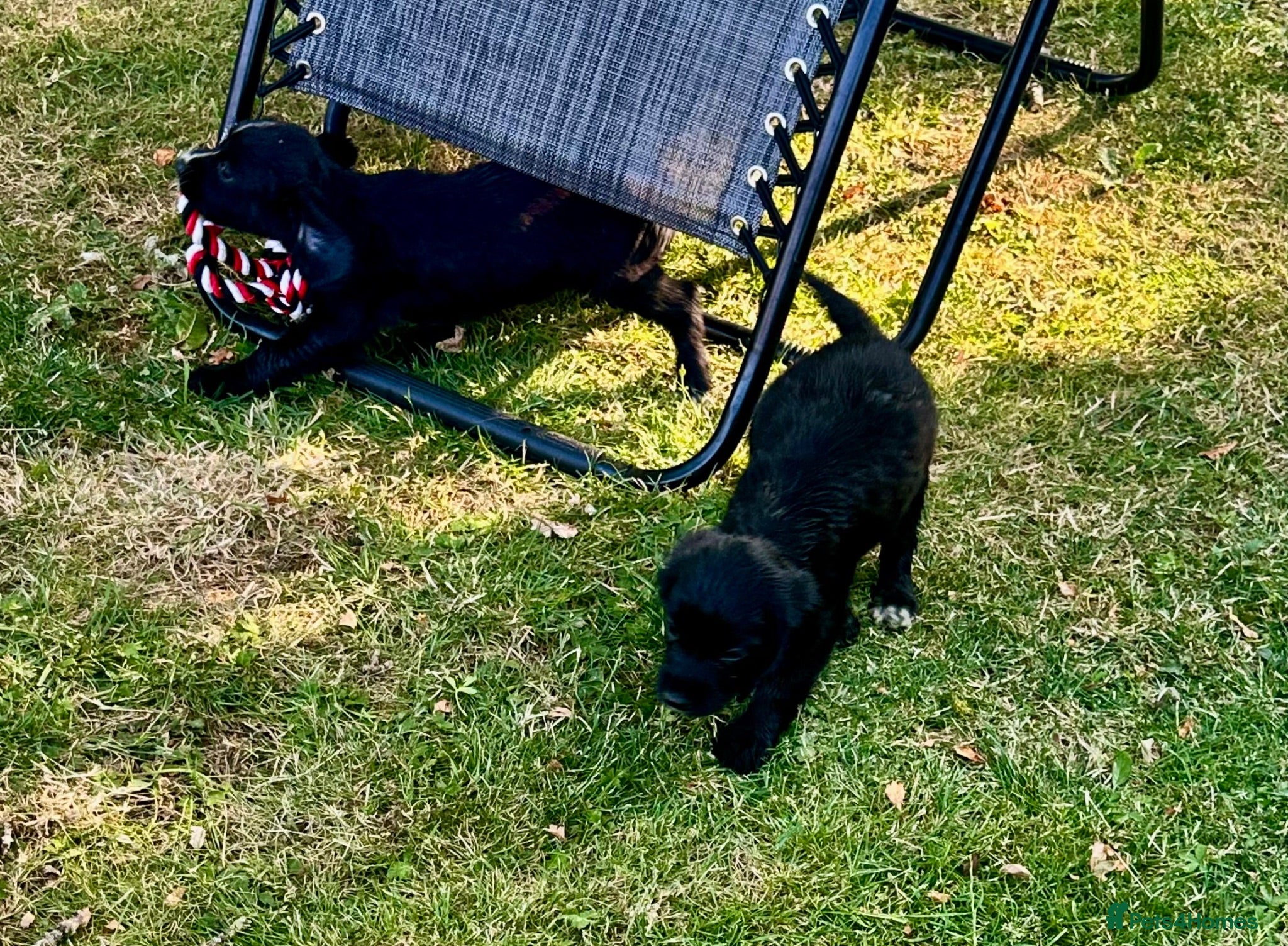 Sprocker dogs Sprocker Puppies ready to go just two girls left - Advert 10