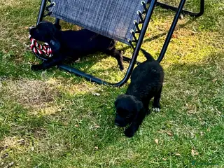 Sprocker dogs Sprocker Puppies ready to go just two girls left - Advert 10