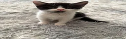 Mixed Breed cats for sale: Beautiful, Friendly Family Kittens - Advert 5