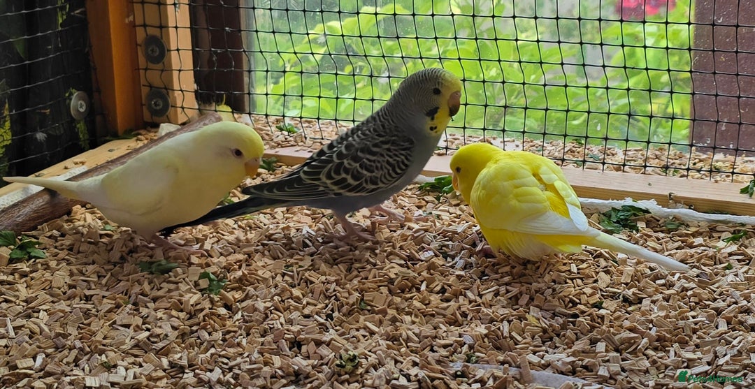 Budgerigars birds for sale: Yellow Lutino budgies. - Image 19