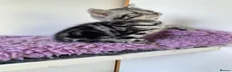 British Shorthair cats for sale: Two silver Tabby girls  - Advert 3