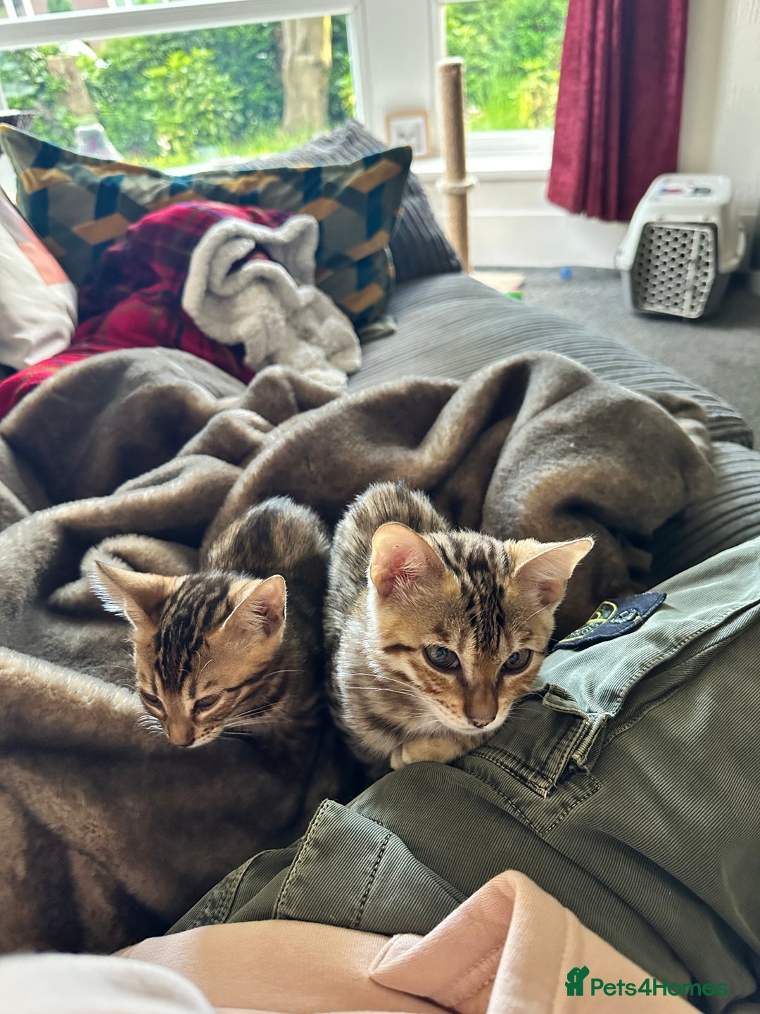 Bengal cats for sale: Beautiful Male TICA registered Bengal Kitten - Image 4