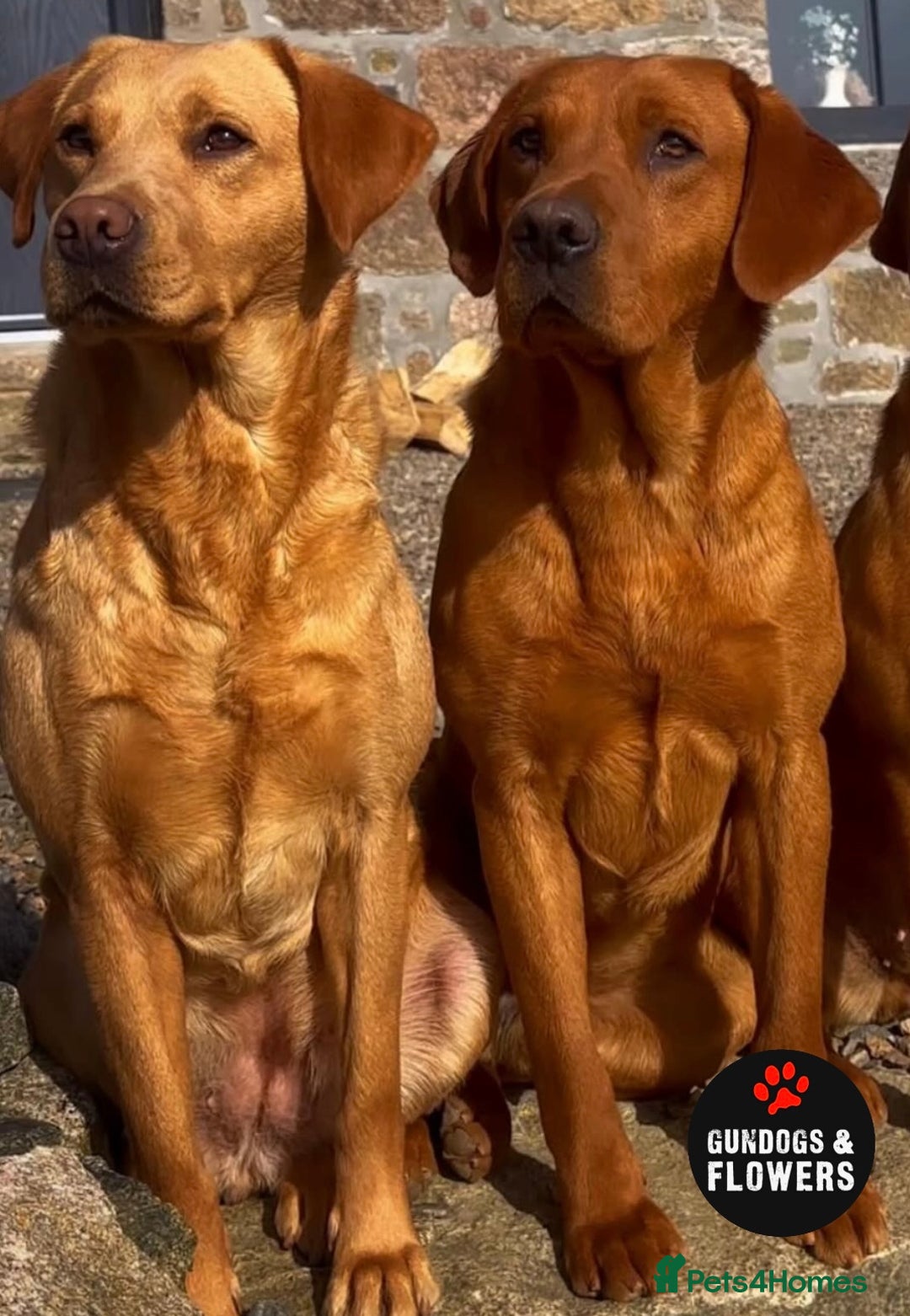 Labrador Retriever dogs for sale: KC REG LABRADORS /FULLY HEALTH TESTED PARENTS ⭐️🏆 - Advert 2