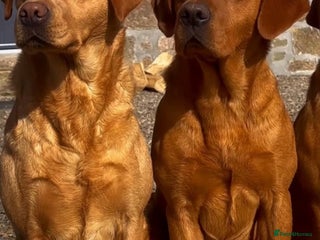 Labrador Retriever dogs KC Labradors Ready 21st DEC🎄Health Tested Parents - Advert 2