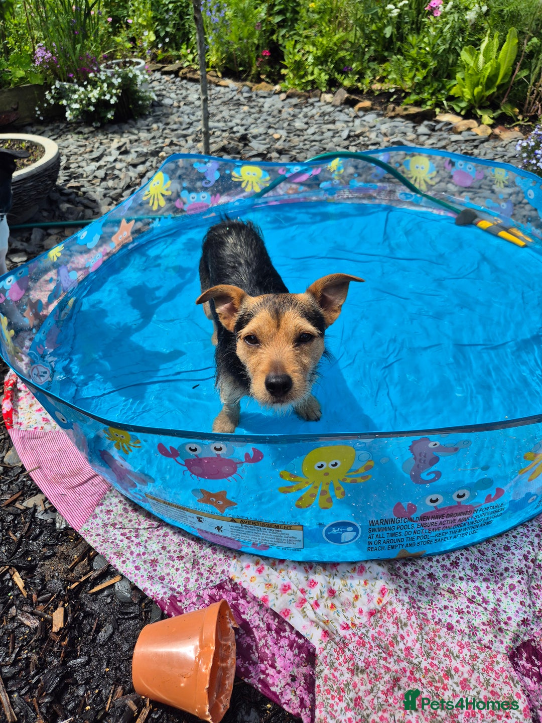 Jack Russell dogs for stud: Jack Russell x Chihuahua for Stud  - Advert 8