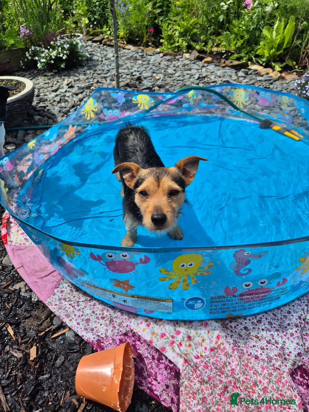 Jack Russell dogs for stud: Jack Russell x Chihuahua Proven Stud   - Advert 8