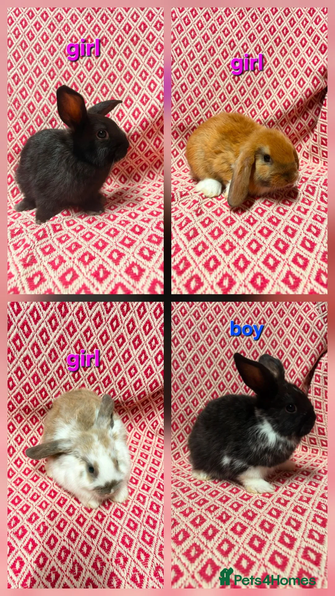 Mini Lop rabbits for sale: Stunning pure bred mini lop rabbits in Sheffield - Advert 1