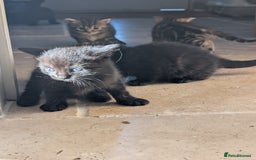 Ragdoll cats for sale: Tabby or black Ragdoll x kittens - Image 17