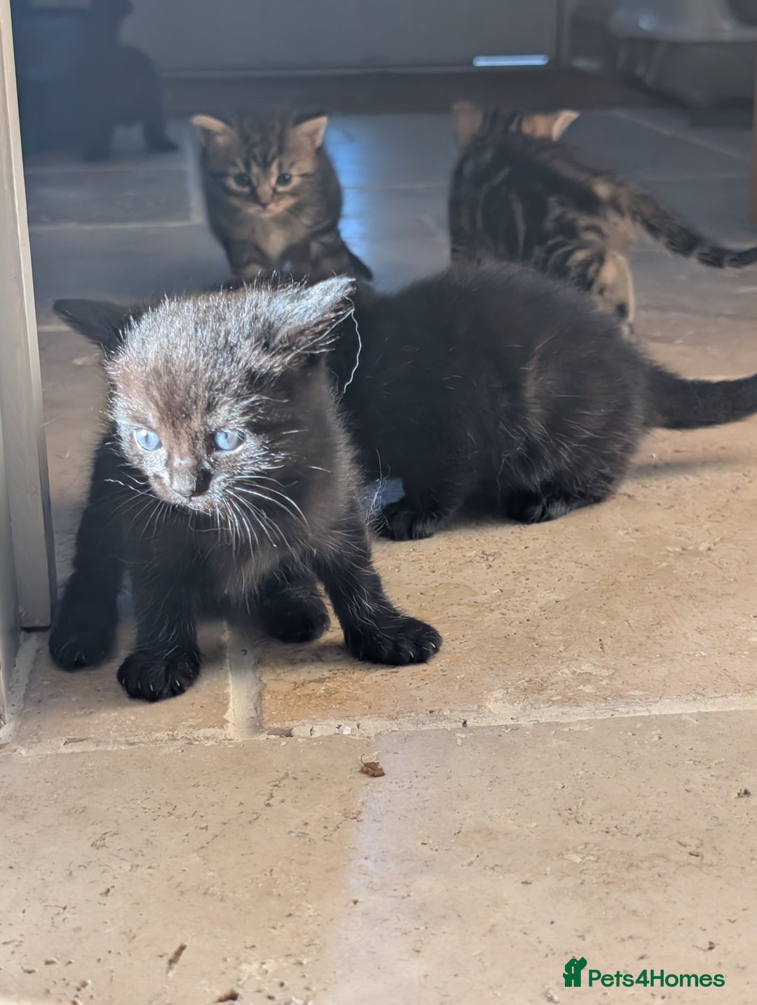 Ragdoll cats for sale: Tabby or black Ragdoll x kittens - Image 17