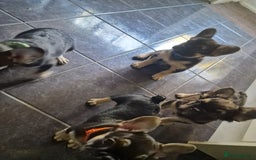 French Bulldog dogs for sale: *LAST2* Fluffy french bulldog puppies - Image 7