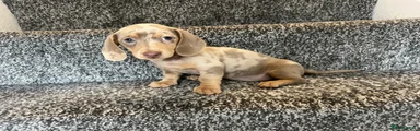 Miniature Dachshund Puppy 1